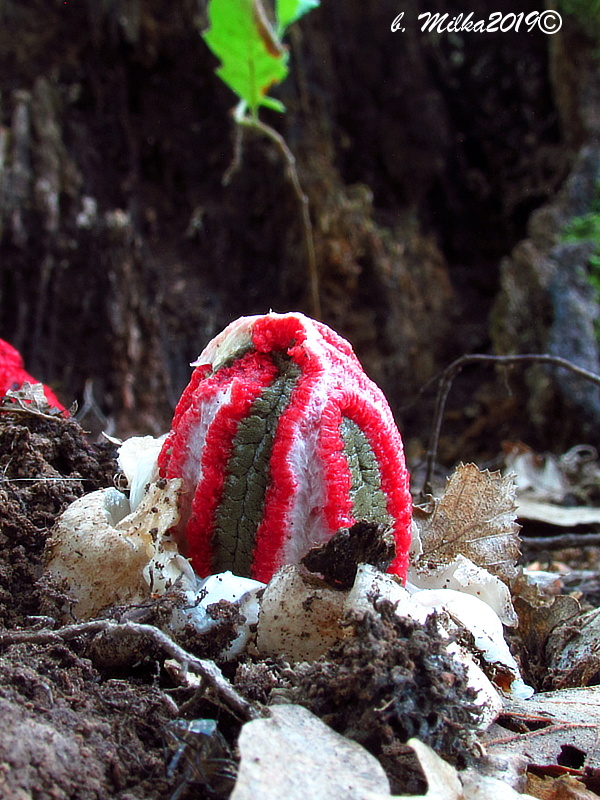 mrežovka kvetovitá Clathrus archeri (Berk.) Dring