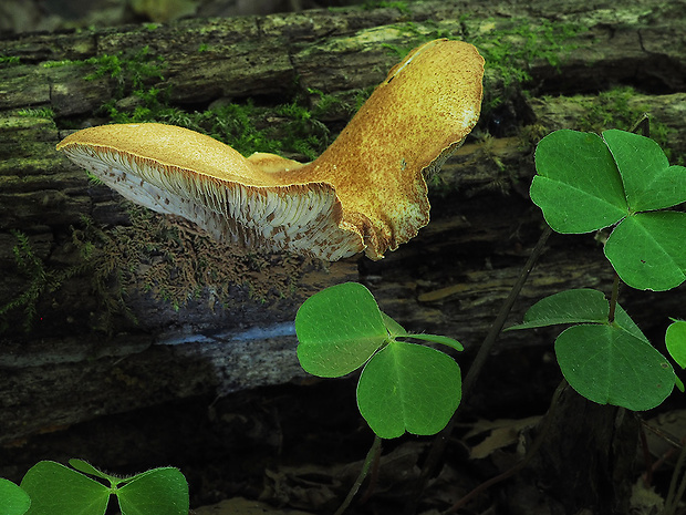 pahliva šafranová Crepidotus crocophyllus (Berk.) Sacc.