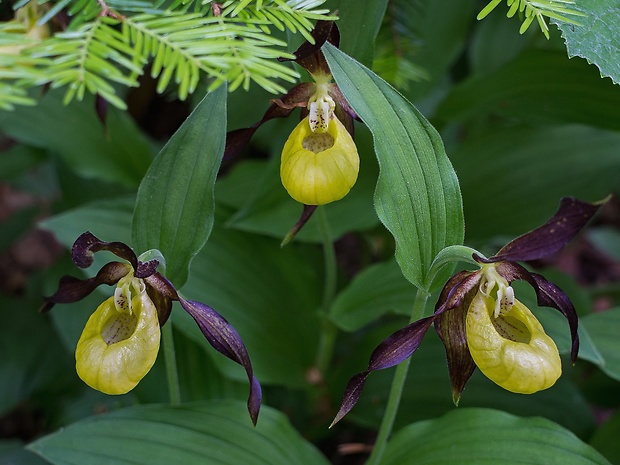 črievičník papučkový Cypripedium calceolus L.