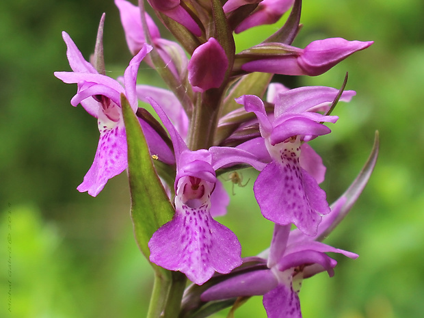 vstavačovec Dactylorhiza praetermissa (Druce) Soó