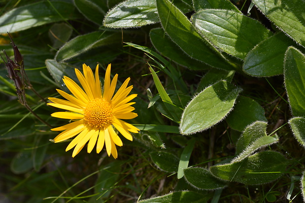 kamzičník chlpatý Doronicum stiriacum (Vill.) Dalla Torre