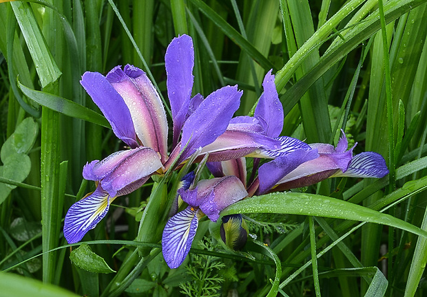 kosatec trávolistý Iris graminea L.