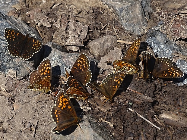 hnedáčik skorocelový Melitaea athalia