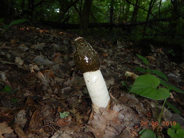 hadovka smradľavá Phallus impudicus L.