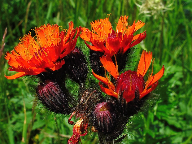 chlpánik oranžový Pilosella aurantiaca (L.) F. W. Schultz et Sch. Bip.