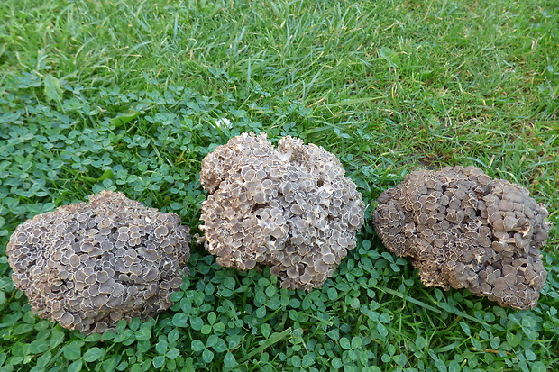 trúdnik klobúčkatý Polyporus umbellatus (Pers.) Fr.