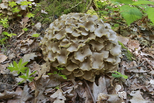 trúdnik klobúčkatý Polyporus umbellatus (Pers.) Fr.