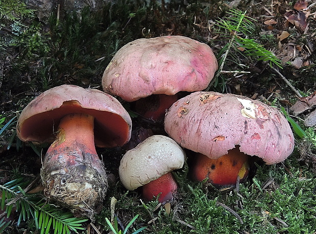 hríb úhľadný horský Rubroboletus rubrosanguineus (Cheype) Kuan Zhao & Zhu L. Yang