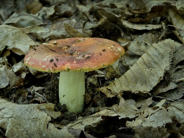 plávka zlatožltá Russula aurea Pers.