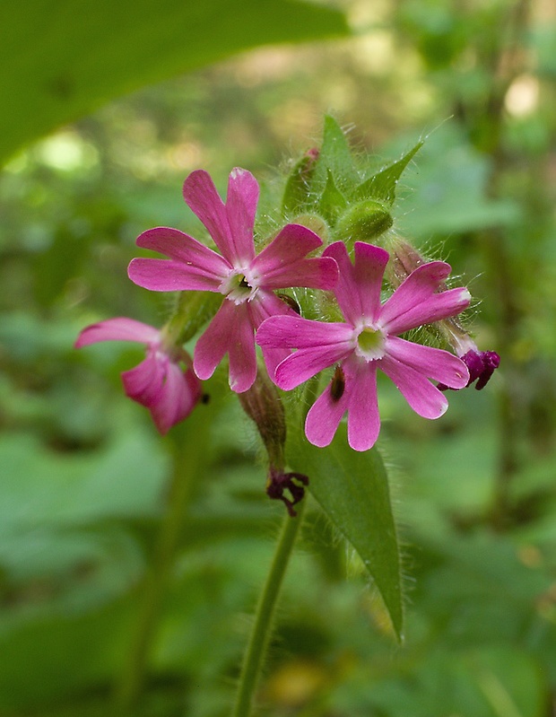 silenka červená Silene dioica (L.) Clairv.