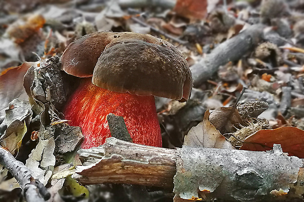 hríb zrnitohlúbikový Sutorius luridiformis (Rostk.) G. Wu & Zhu L. Yang