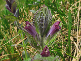 bartsia alpínska