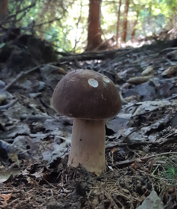 hríb dubový Boletus reticulatus Schaeff.