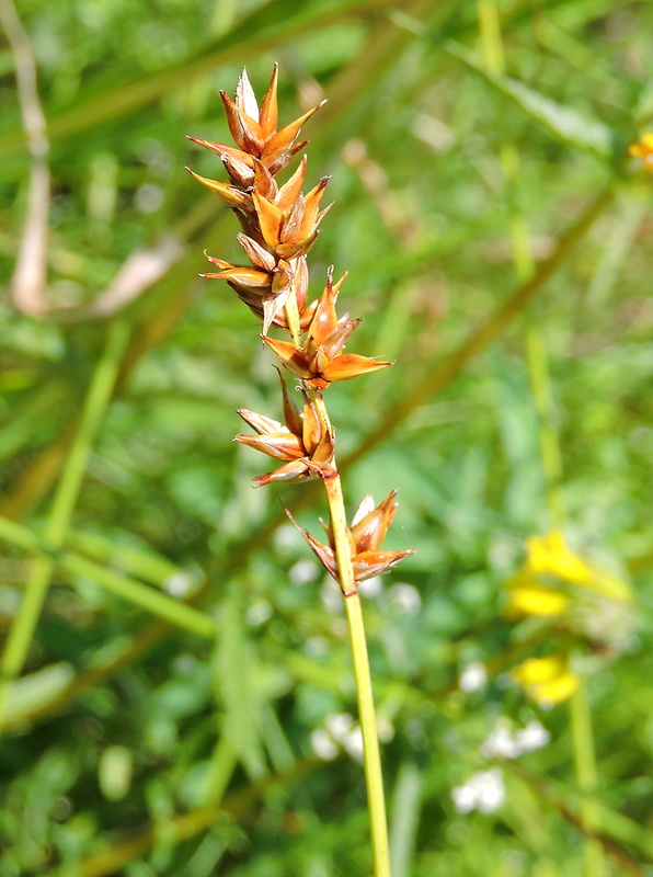 ostrica Carex sp.