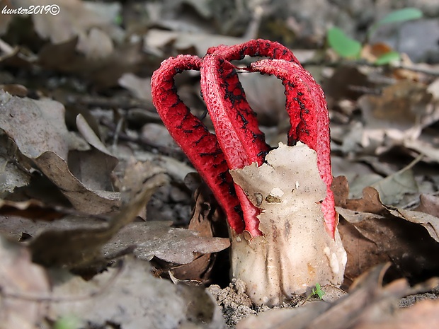 mrežovka kvetovitá Clathrus archeri (Berk.) Dring