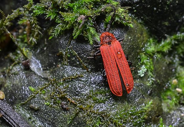 dlhoustec červený Dictyoptera aurora