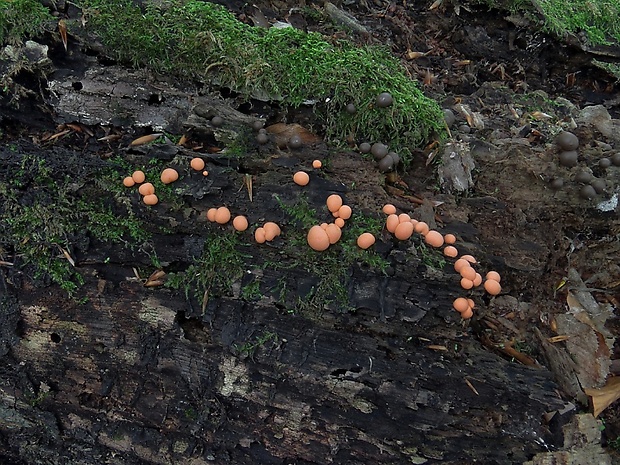 vlčinka Lycogala sp.