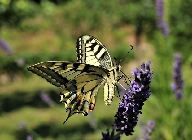 vidlochvost feniklový Papilio machaon