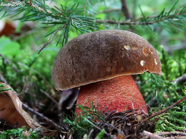 hríb zrnitohlúbikový Sutorius luridiformis (Rostk.) G. Wu & Zhu L. Yang