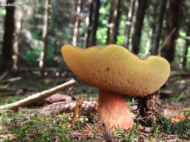 hríb sosnový Boletus pinophilus Pil. et Dermek in Pil.