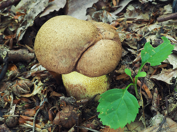 hríb príveskatý Butyriboletus appendiculatus (Schaeff. ex Fr.) Secr.