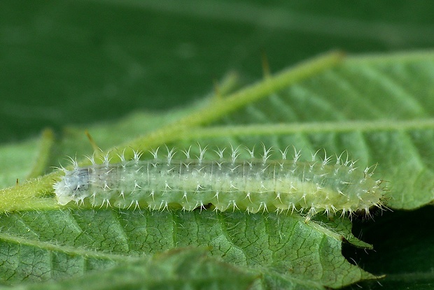 piliarka (sk) / pilatka (cz)   ??? Claremontia tenuicornis Klug, 1816