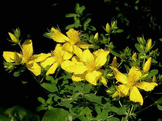 ľubovník bodkovaný Hypericum perforatum L.