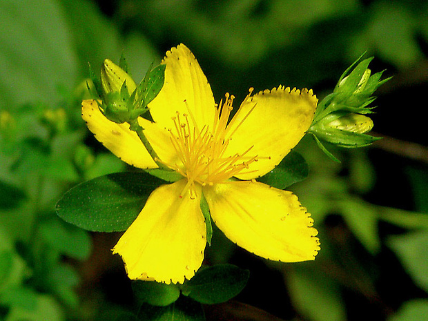 ľubovník bodkovaný Hypericum perforatum L.