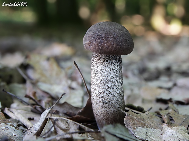 kozák topoľový Leccinum duriusculum (Schulzer ex Kalchbr.) Singer