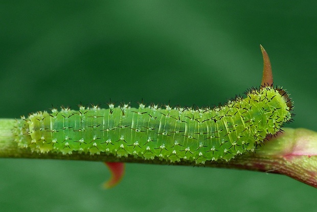 piliarka (sk) / pilatka (cz) Tenthredinoidea sp.