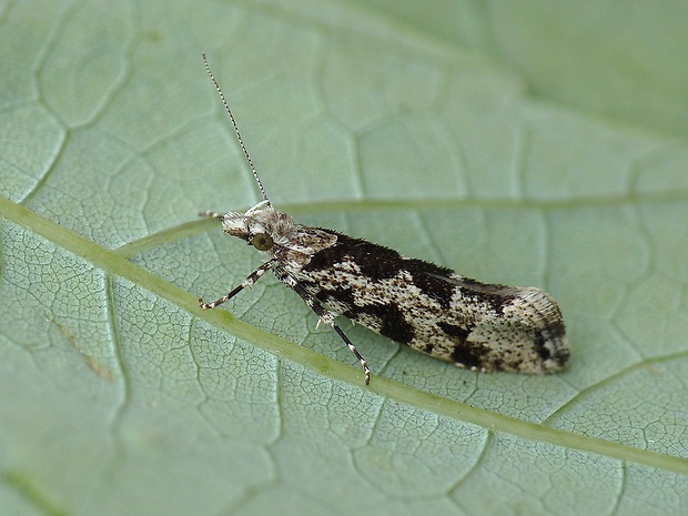 molička lesná Ypsolopha sequella