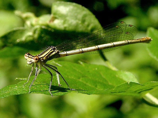 šidielko ploskonohé  Platycnemis pennipes