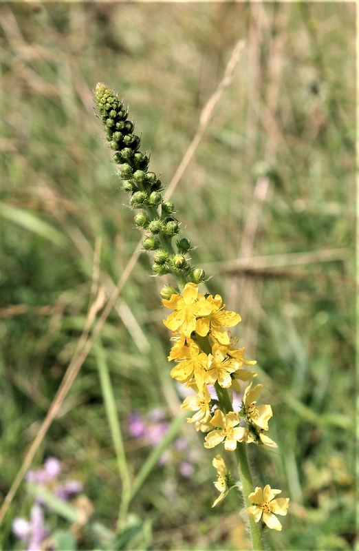 repík lekársky Agrimonia eupatoria L.