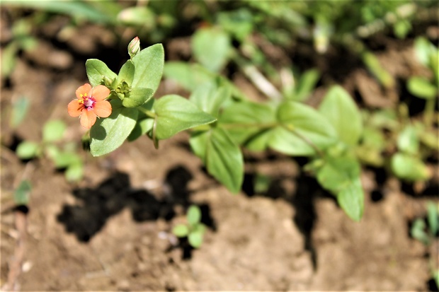 drchnička roľná Anagallis arvensis L.