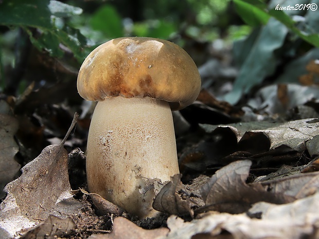 hríb bronzový Boletus aereus Bull. ex Fr.