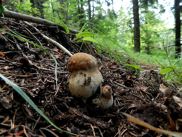 hríb smrekový Boletus edulis Bull.