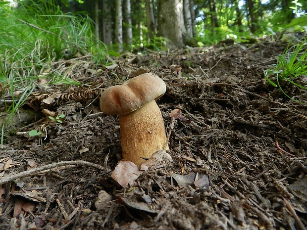 hríb smrekový Boletus edulis Bull.