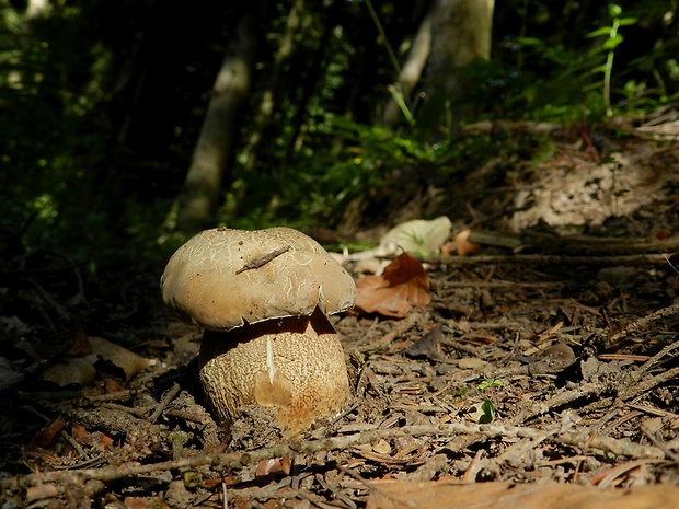 hríb smrekový Boletus edulis Bull.