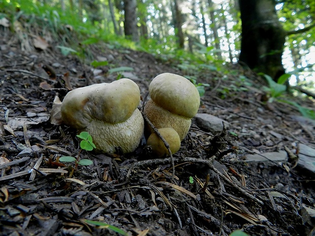 hríb smrekový Boletus edulis Bull.