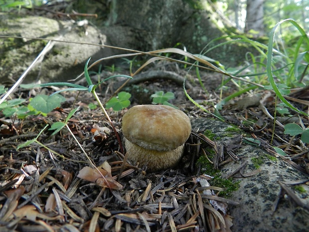 hríb smrekový Boletus edulis Bull.