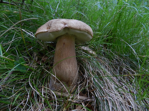 hríb smrekový Boletus edulis Bull.