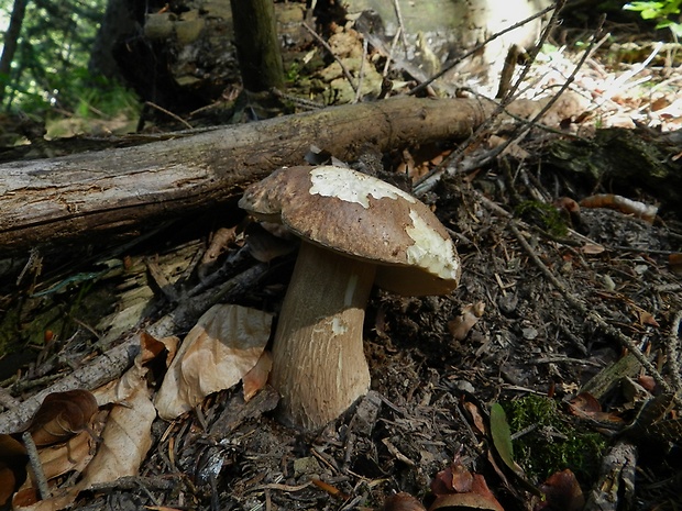 hríb smrekový Boletus edulis Bull.