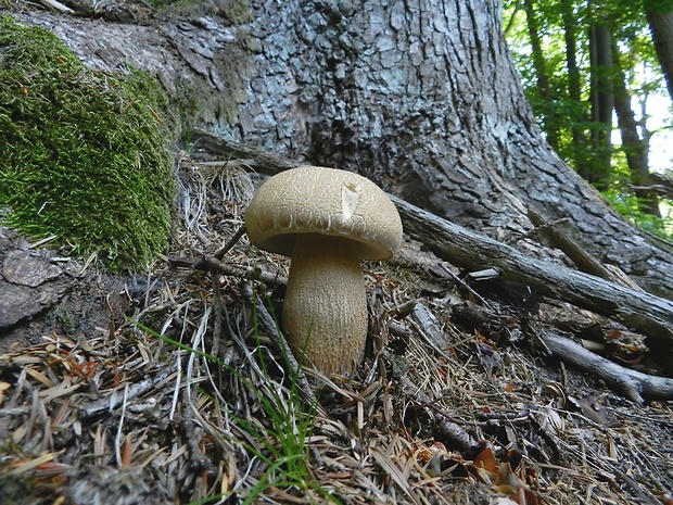 hríb smrekový Boletus edulis Bull.