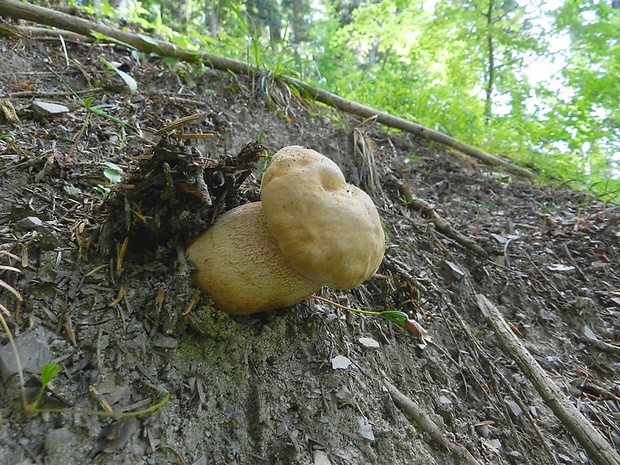 hríb smrekový Boletus edulis Bull.