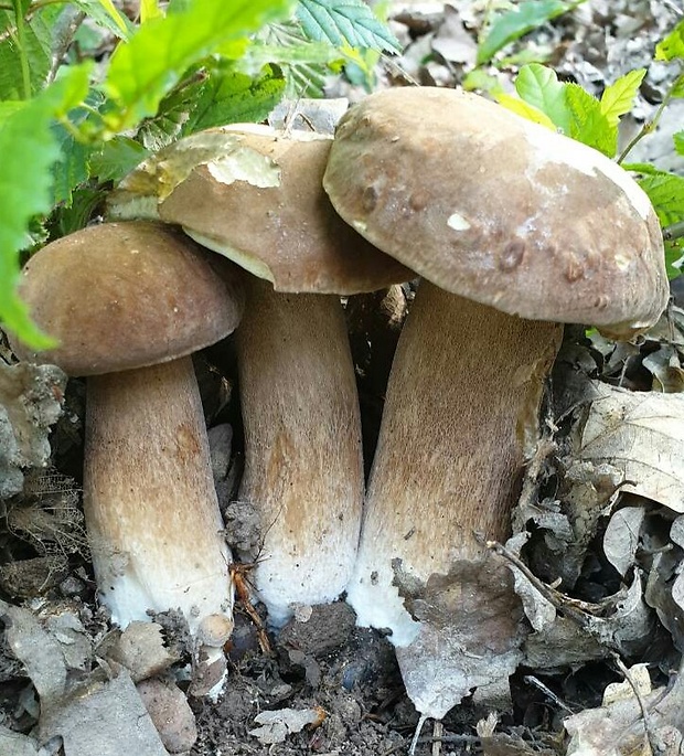 hríb dubový Boletus reticulatus Schaeff.