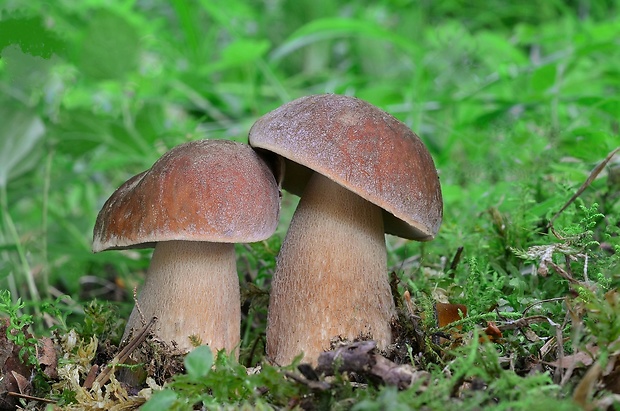 hríb dubový Boletus reticulatus Schaeff.