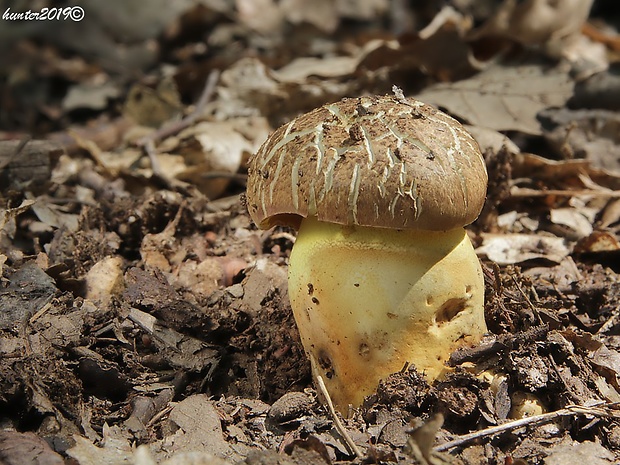 hríb príveskatý Butyriboletus appendiculatus (Schaeff. ex Fr.) Secr.