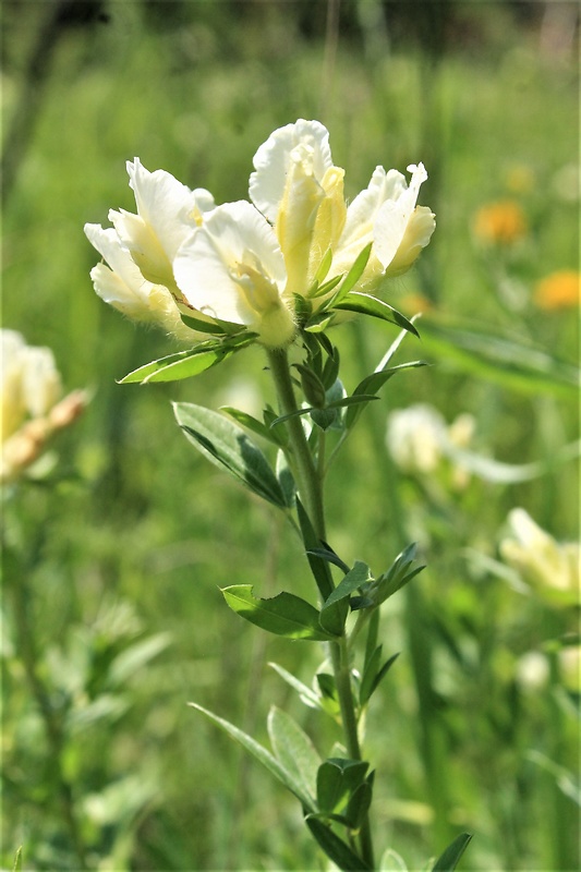 zanoväť biela Chamaecytisus albus (Hacq.) Rothm.