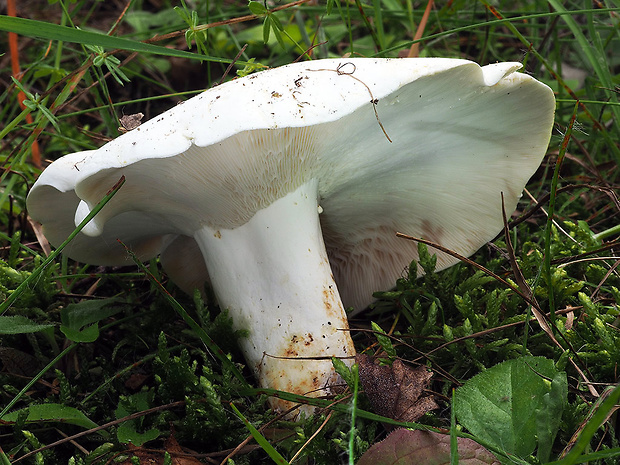 rýdzik korenistý Lactarius piperatus (L.) Pers.