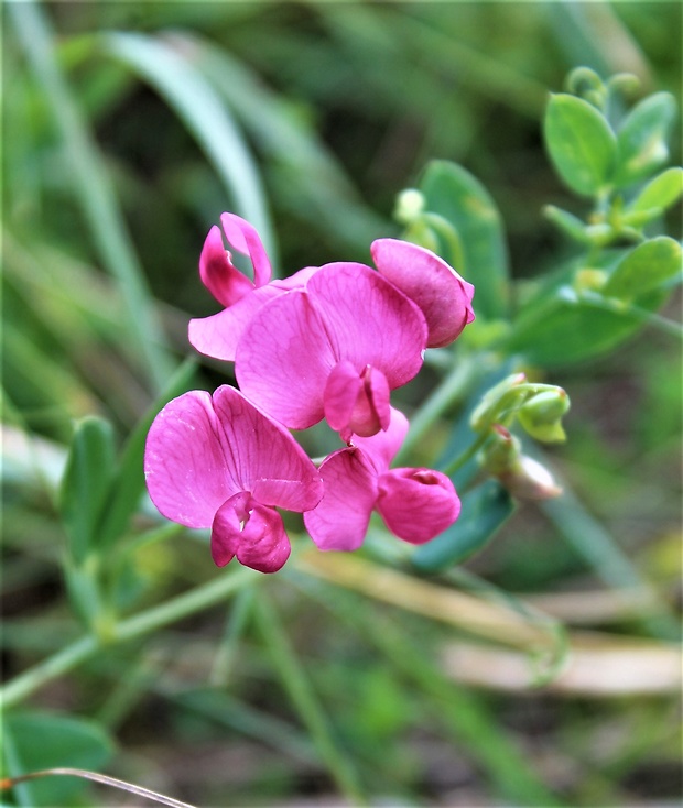 hrachor širokolistý Lathyrus latifolius L.